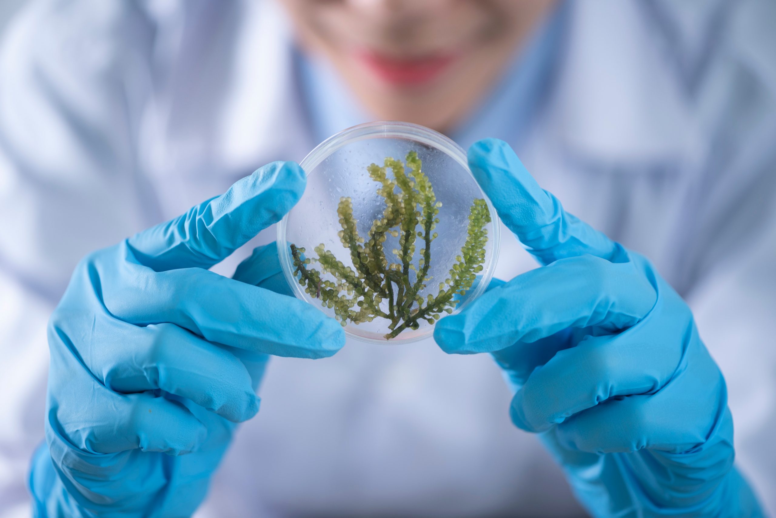 Innovative Cannabis Research Cannabis Research and Development